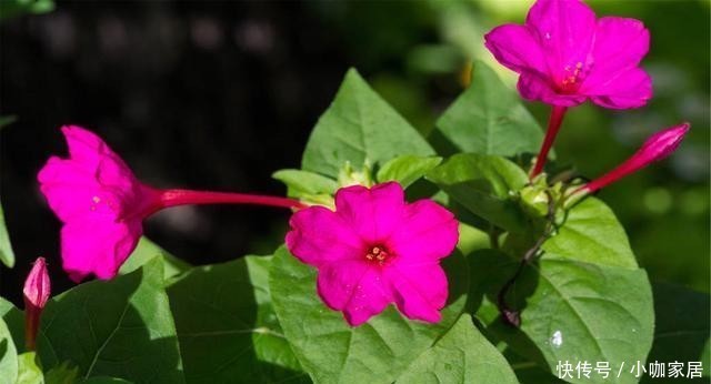 门前|适合门前种植的8种花卉,你喜欢哪种?