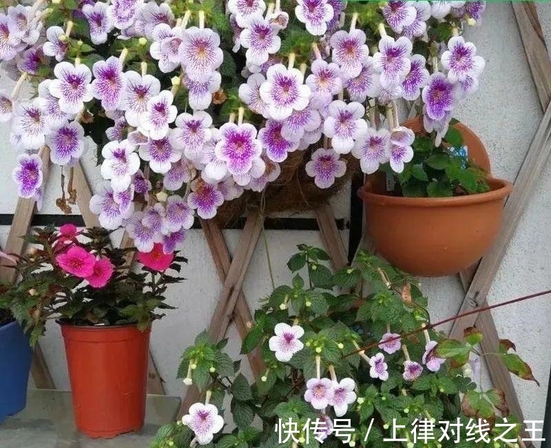 长筒花是“室内花量王者”,没光也能开爆盆,阳台党福音