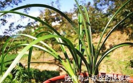 养兰花，只喂3种水，效果堪比营养液，肥力强，效果佳