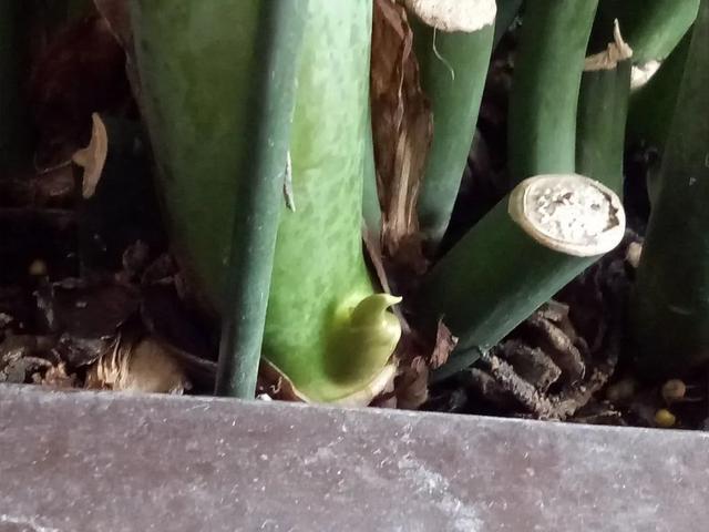 叶子|嫌花长的丑,趁现在砍头,满盆都是新叶子!