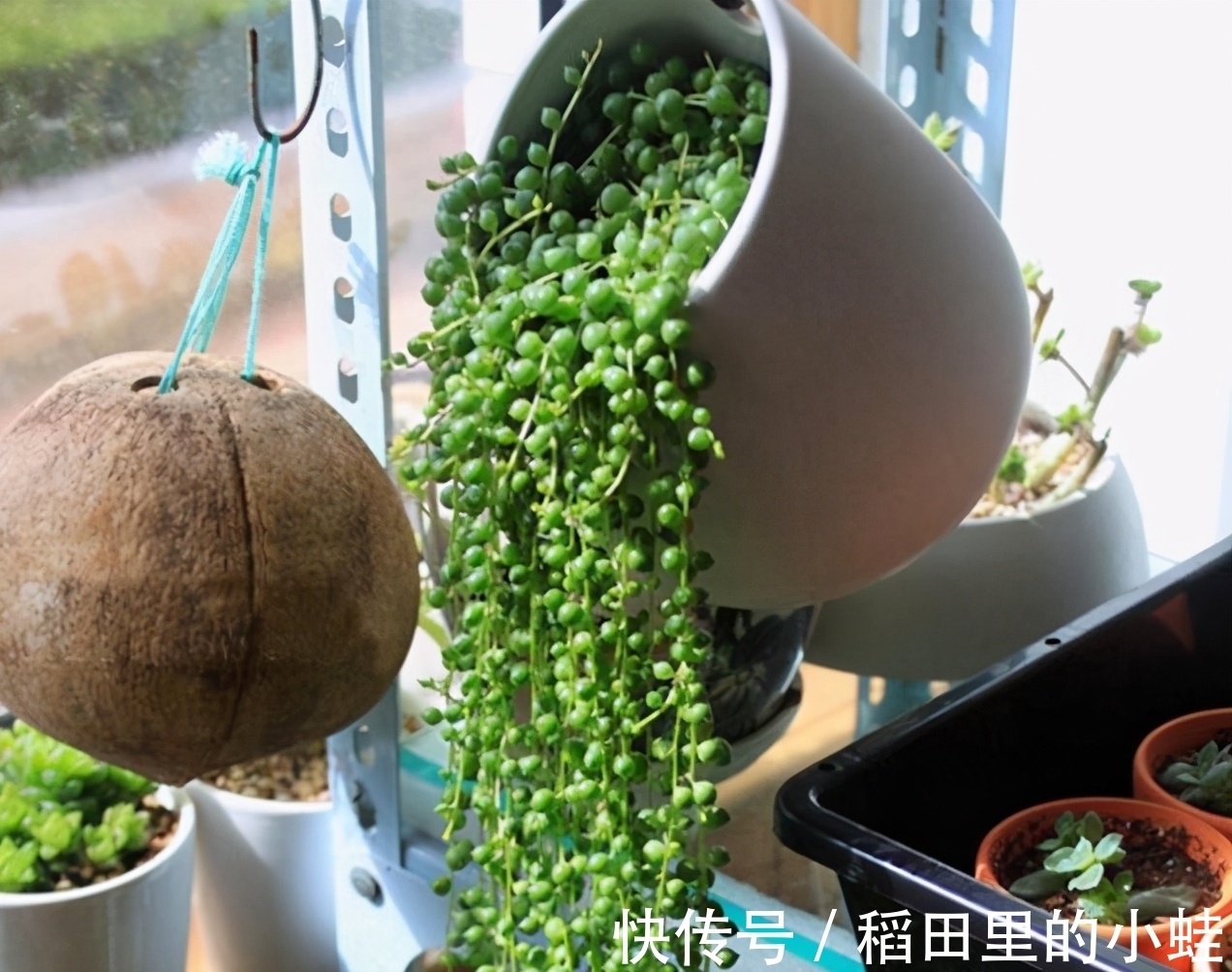 佛珠|这“三多肉”最怕晒,遇强光易“摊大饼”,阴一点养成群生肉墩子