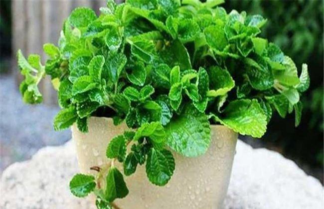 公认的“五种健康花”,建议至少养一盆,又美又实用