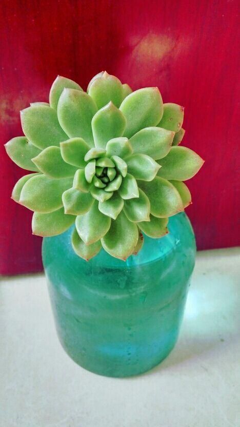 绿萝|土培养不活的花,直接丢水里,7天长出大白根