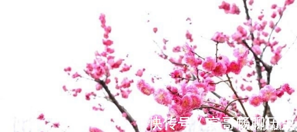 暗香浮动月|众多的咏梅诗里，只有这一首写出不一样的梅花，从而成为千古名篇