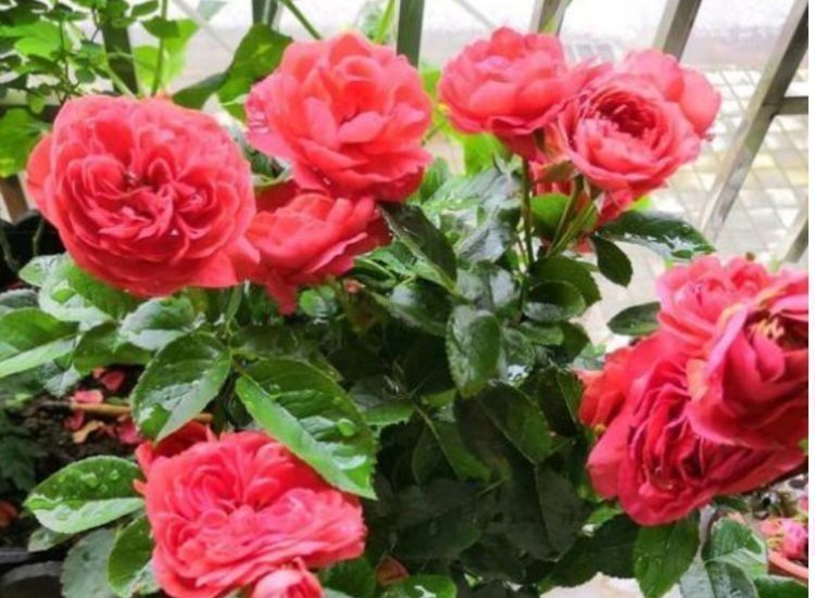 花中皇后|5种花开花最灿烂,全年开花不停,花色艳丽,花开枝繁叶茂