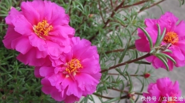 新手养花,就养容易爆盆,好养易活的花卉,适合懒人养