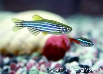 水族|对新人极其友好,十大养不死的观赏鱼
