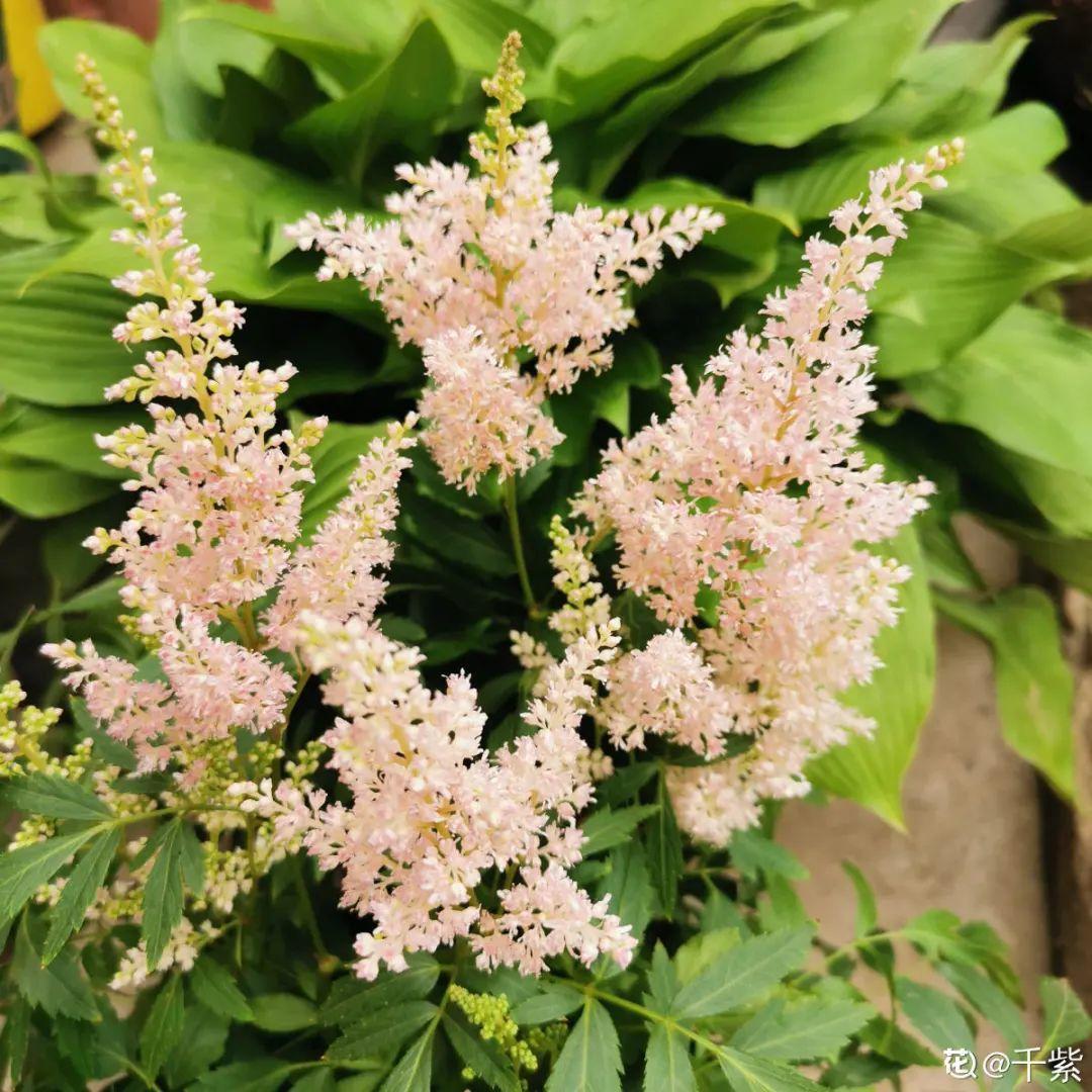 蕾丝|30种夏天花,热不死、晒不死,大半年都开花,还没病虫害