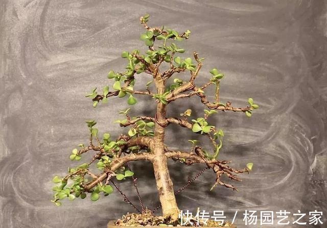 养金枝玉叶盆景,光浇水施肥没用,得会修剪才行,枝叶一少价值高