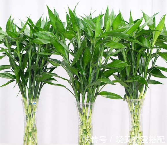 叶片|管不住手就养10种花，颜值高好养护，丢水里呼呼长满盆