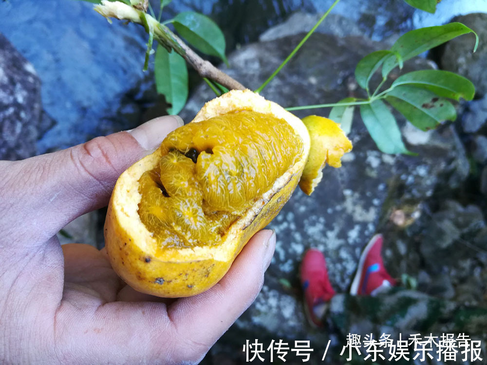 牛卵坨|俗称“牛卵坨”,儿时常摘来当零食吃,如今15元一斤成热门水果