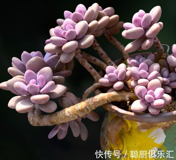 桃蛋黑腐养不好？狠心给它“砍个头”，猛长侧芽，养成漂亮小老桩