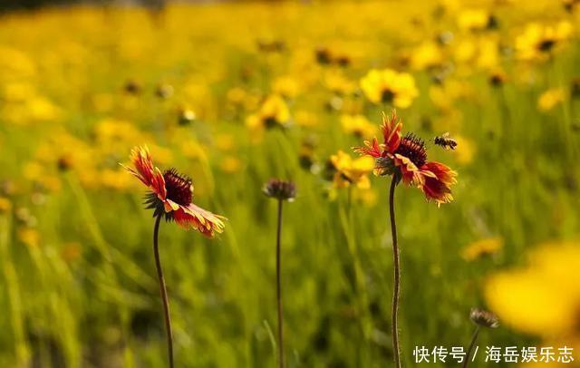 惊艳！这处百花齐放的花海师生全免费！这个暑假就约起！