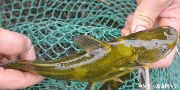 秋钓黄颡鱼,老钓友只钟爱这3种“饵”,半小时就能钓满渔护