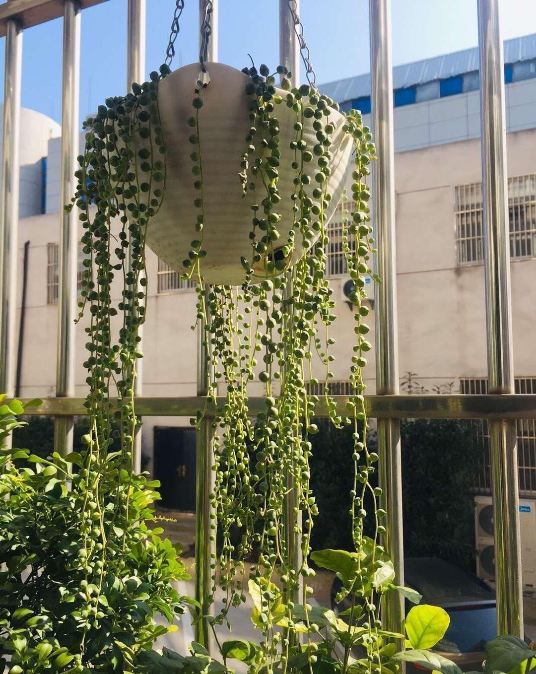 多肉|露养的多肉没状态,满足“三条件”,上色快,还容易爆小崽