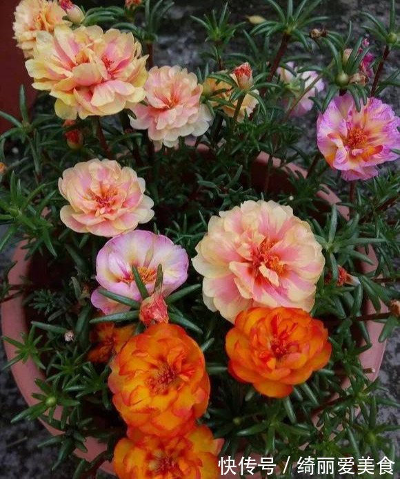 养花技巧:粗生粗养也能四季开花!少养1种都觉得亏了