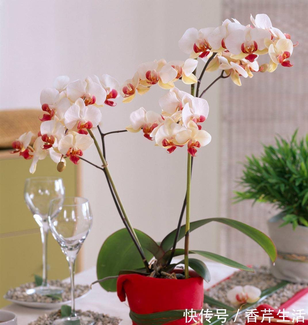 5种花，被称为冬天的“开花机器”，现在养一盆，过年正好赏花