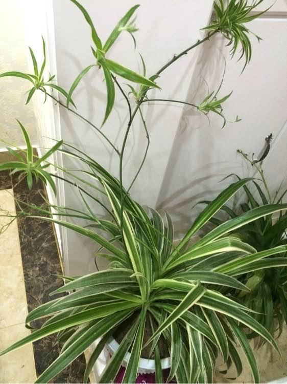 谁说吊兰只能吊着养,打破常规,养出独特优美的精致吊兰