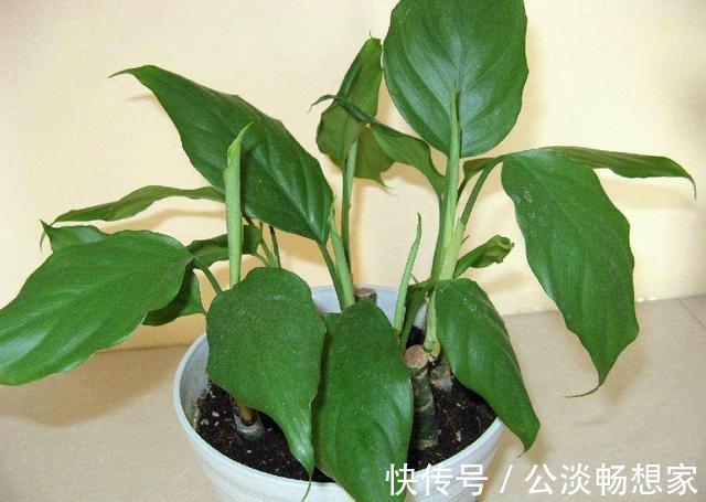 2种“废物”别丢了，水里“泡一泡”扔盆里，养花好，不用施肥！