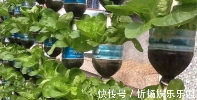 其中一位|7旬老人捡了1500个塑料瓶，在自家后院搭起菜园子，全自动管