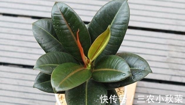 橡皮树扦插繁殖正当时! 一张叶、一截枝, 长成一棵树!