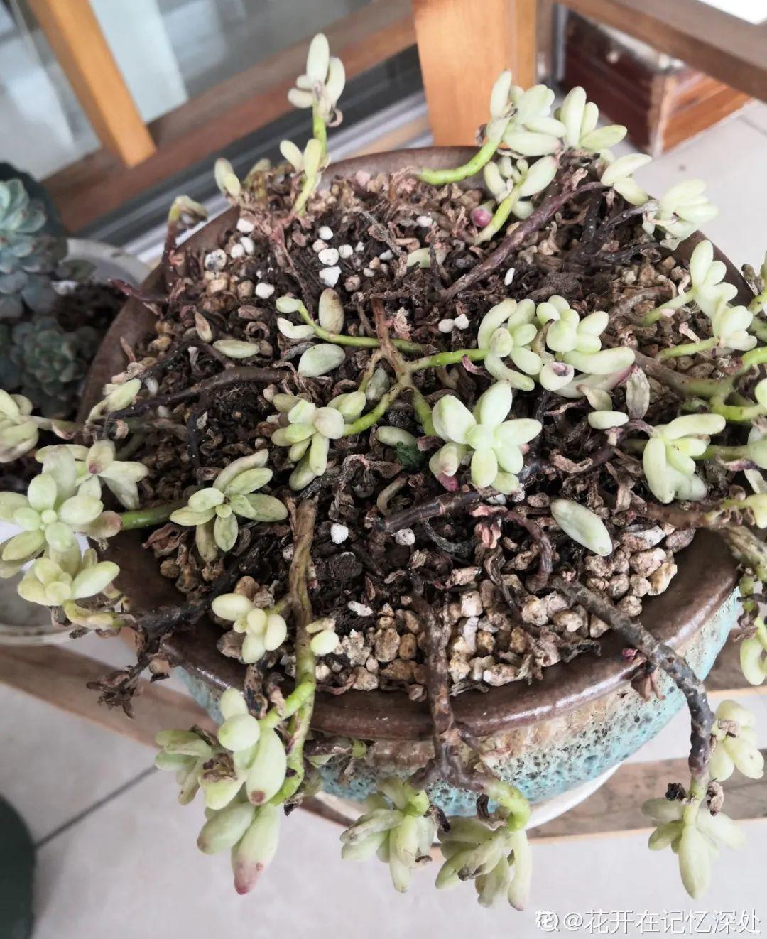 花苞|公认难养的花，养一盆死一盆，从来没有养活过！