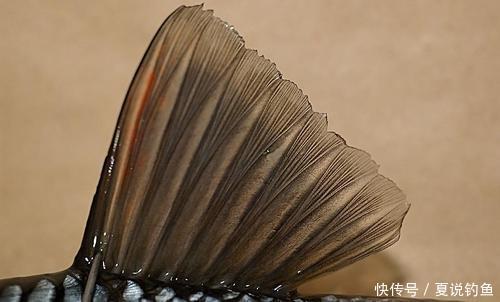 【鱼百科】鱼的基础知识，了解主要生理特征