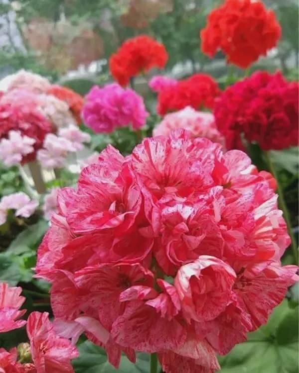 有暖气的地方,我建议你在室内养这6种花,整个冬季天天有花赏