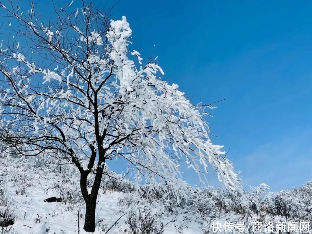 秦王|美！商州秦王山现冰雪树挂景观