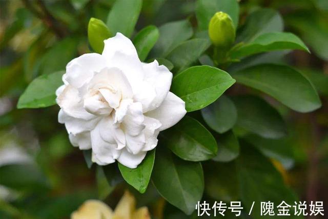 入秋后栀子花怎么养做好几点，叶片油亮开花多