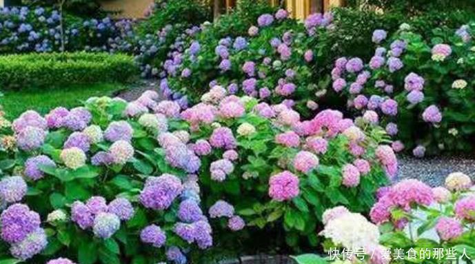 天竺葵|3种花爱开花,好养易打理,花色柔美,花朵烂漫迷人,美爆了