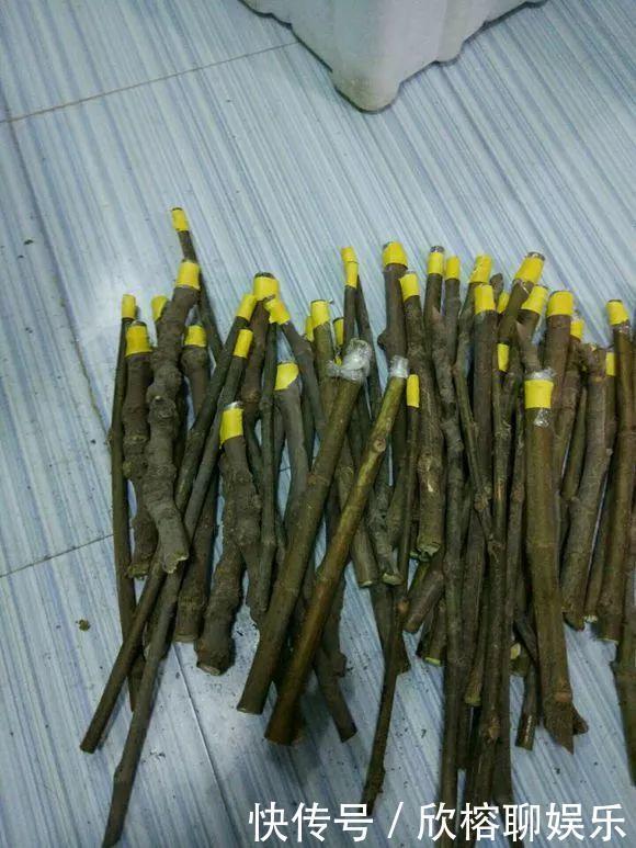 花花|大粗杆插土里,7天生根,当年结果压弯枝,不用买水果了!
