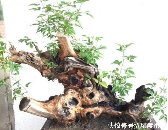 黄荆|山路边挖来的“虫眼桩”,捡回埋在沙盆中,3个月发新芽、价猛涨