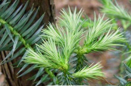 还用“松针”养花快停下,“姿势”不正确、养一盆死一盆!