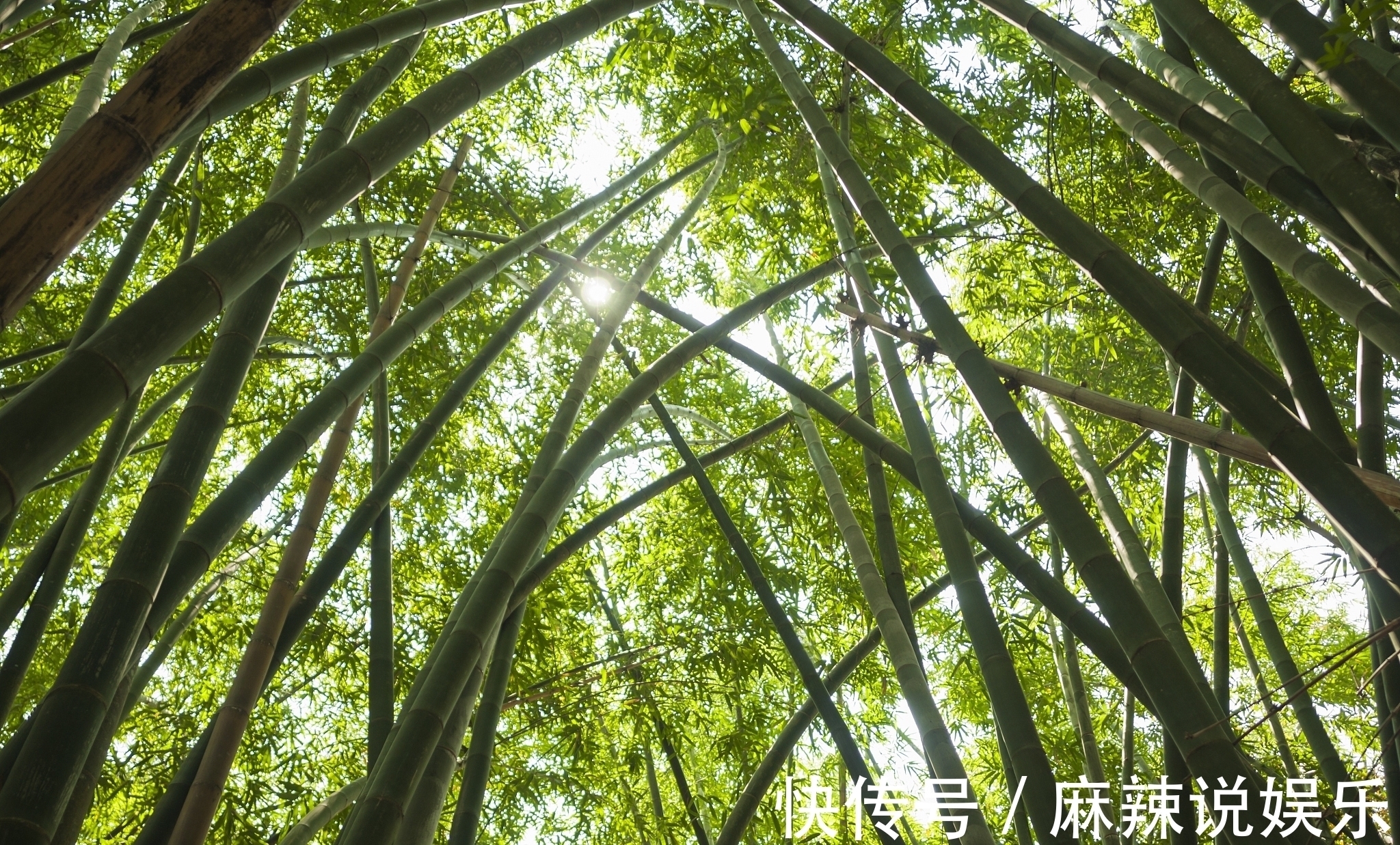 竹子@秋竹美诗七首:直节亭亭易见心,舞闲阶碎影筛金