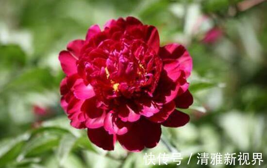 花型|想养花不妨选“它”不但颜色“奇特”还开花硕大,养上值了