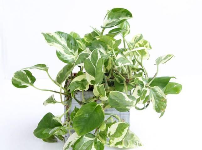  养花|12种净化空气非常棒的室内绿植，养花新手都养不死的植物