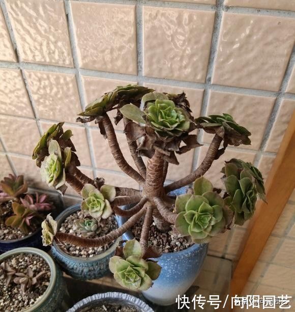 万物生长|多肉徒长咋处理?分2种情况,根据徒长情况,要么撸叶子要么砍头