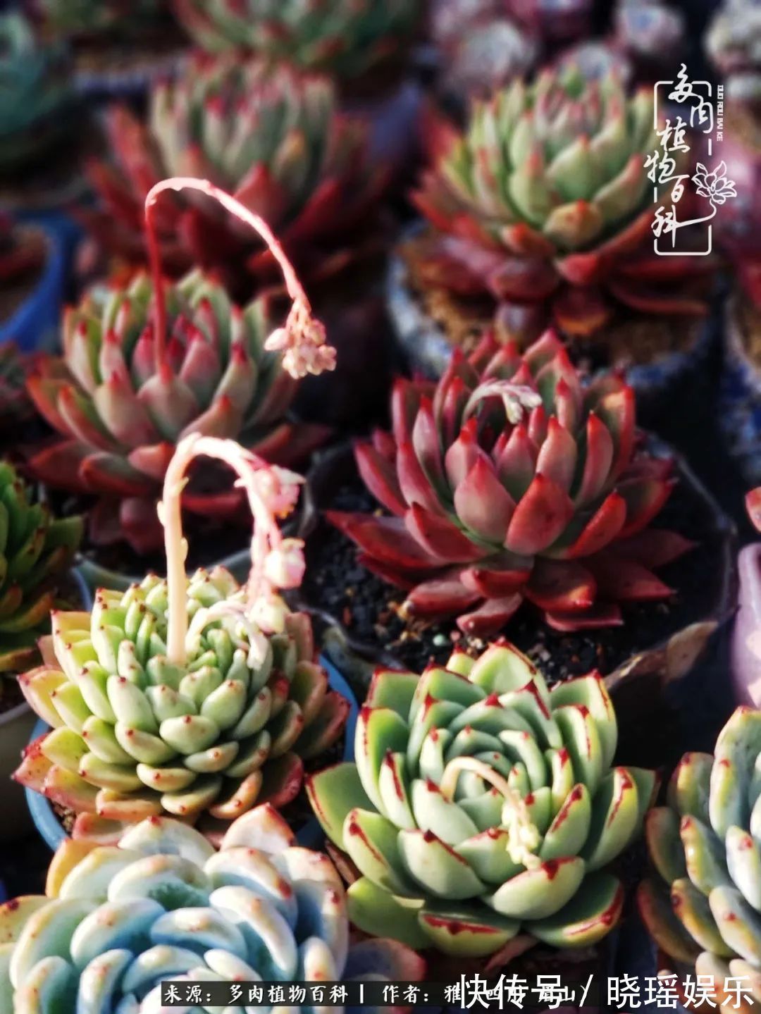 万圣节|养多肉六年,从痴迷到佛系,世事漫随流水,唯有喜爱永恒!