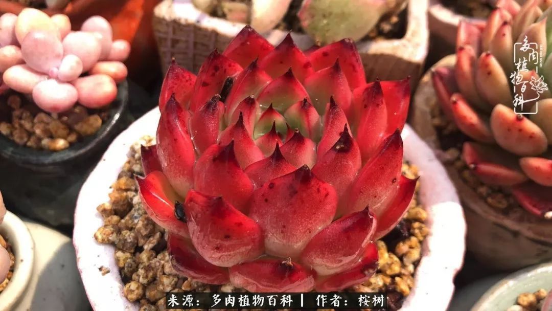 多肉度夏经验谈四季皆露养，兢兢业业养肉三年半！