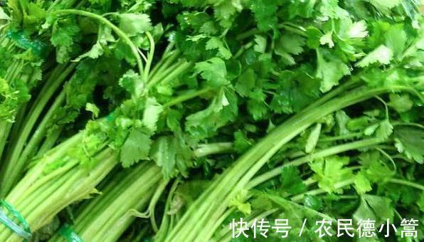养生|什么食物健康养生,芹菜有哪些种类,盘点一下芹菜的几大功效