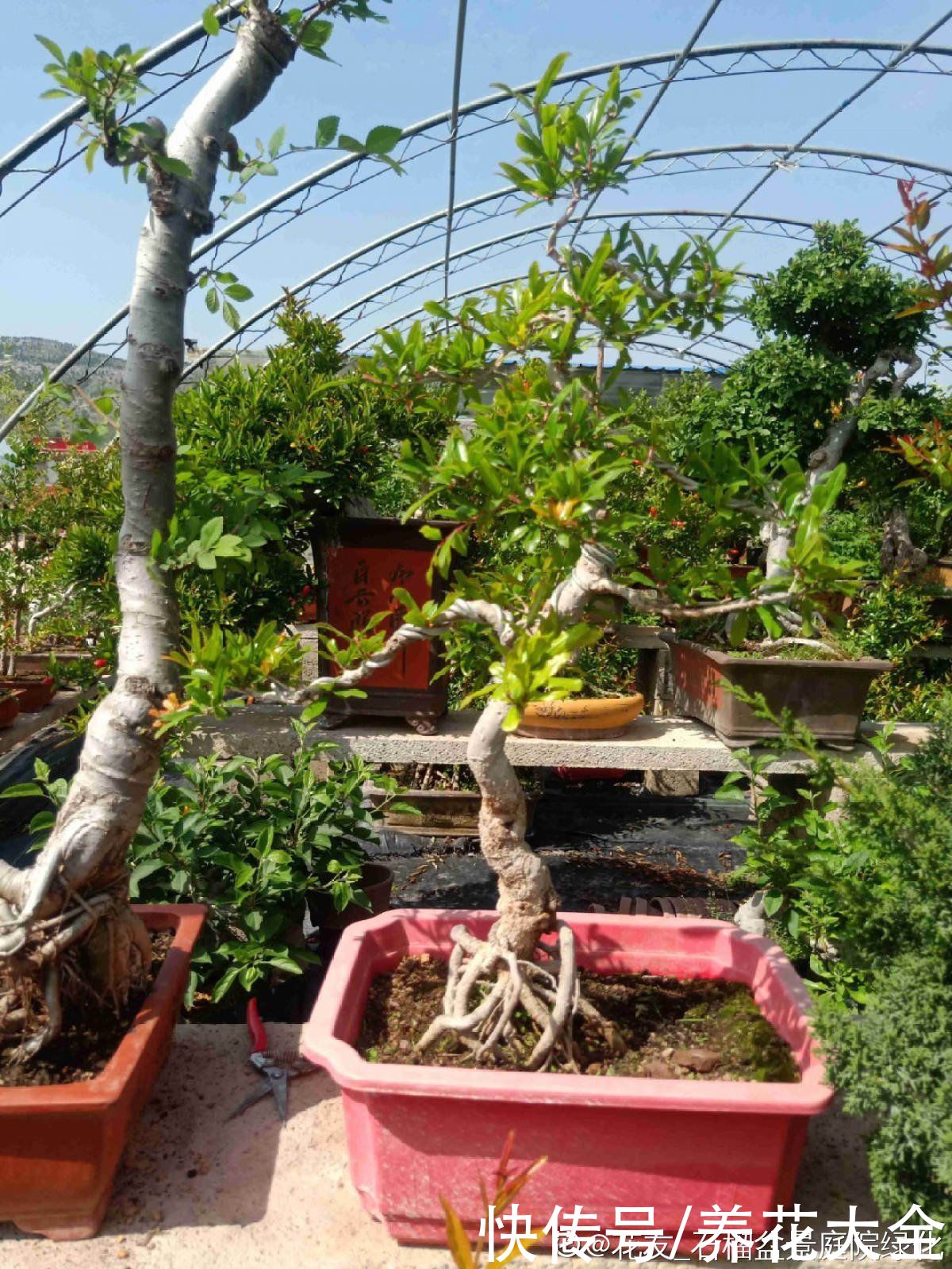 石榴树|2种果树，不仅能结果，修剪好了还能做盆景