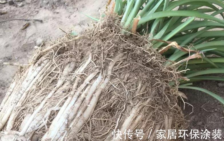 浇灌|不同程度的花土板结情况该怎么解决?