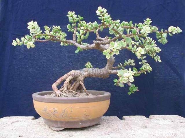 金枝玉叶使劲晒太阳，枝干木质化，养成盆景价值翻倍