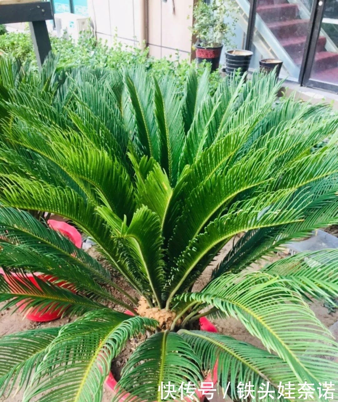 2021养盆镇宅花，当做守护神，好运进来，霉运离开！