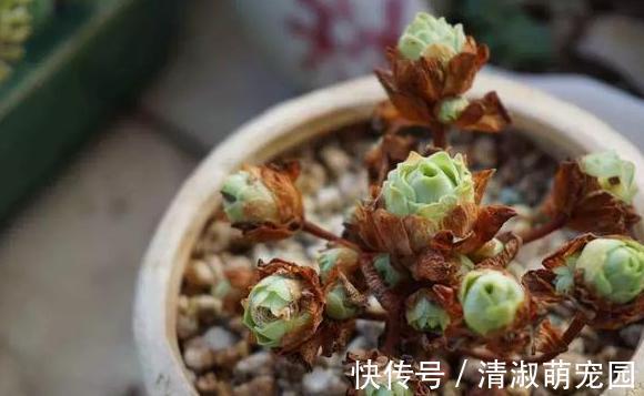 养花浇水是技术活：盆栽远离5种水，植物伤亡少、花友不走弯路