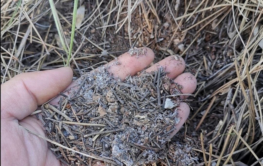 养花用松针土,3件细节要做好,否则对花卉生长不利
