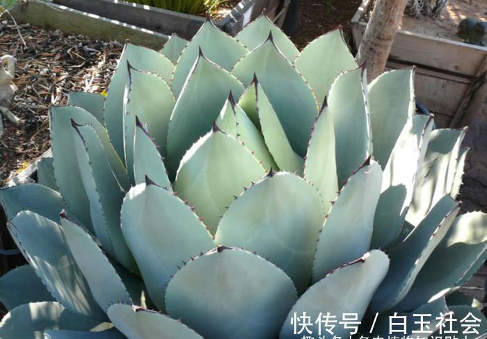 芦荟|10种最耐寒的多肉植物,零下了都不会死,新手就养它们吧