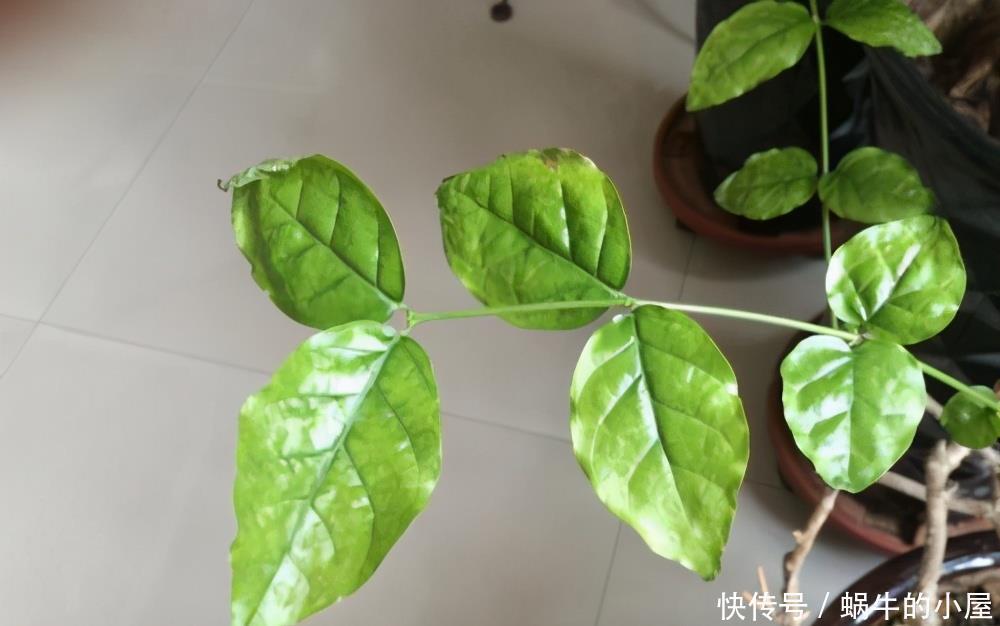 茉莉开花多不多,主要在三个细节工作,做得不到位补救还来得及