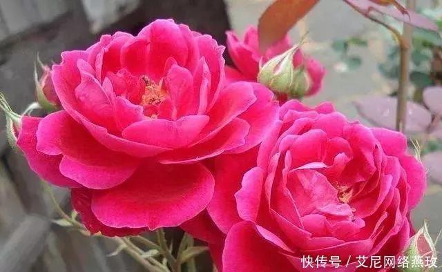 想让月季轻松爆盆?千万不要小瞧了它!花开满盆,叶子绿的流油!